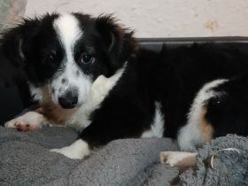 Welpe Teddy / männlich / demnächst in einer Pflegestelle in 12359 Berlin