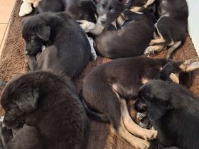 Verspielte Husky - Jagdhund Mischlingswelpen