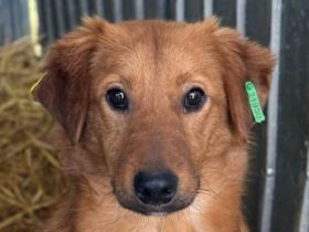 Mario, zurückhaltender Rüde braucht liebevolle, geduldige Hundemenschen, 2 J, 45 cm