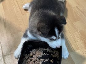Welpen Shiba Husky