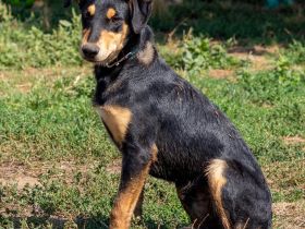 Balu, sucht ein tolles Zuhause mit viel Aktivität