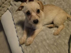 🐾 Nala sucht ein ruhiges, liebevolles Zuhause mit Zeit & Geduld 🐾