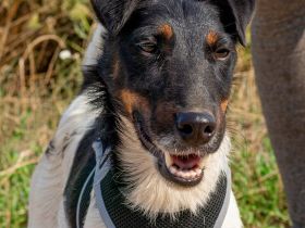 Bolt, der kleine Foxterrier-Mix mit Pfeffer im Hintern