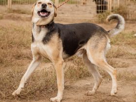 Fitos, der Gute-Laune-Bär wünscht sich eine aktive Familie