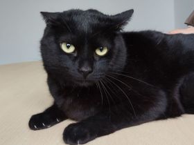 Dreibeinchen Bombón braucht geduldige, liebevolle Menschen