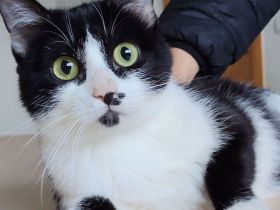 Die verspielte Cherry wartet auf ein liebevolles Zuhause