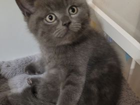 BKH Kitten - Katzenkinder- Kätzchen