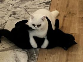 2 Britisch Kurzhaar Kater