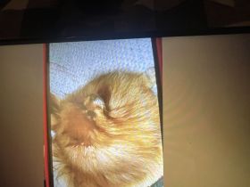 Zwergspitz Pomeranien junge