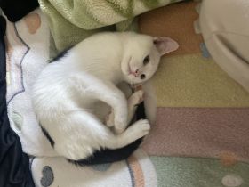 British Kurzhaar Katzenbabys