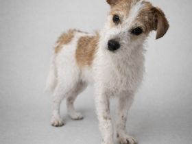 Bilbo sucht seine Familie