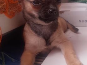 Süße Chihuahua Welpen ab zu geben