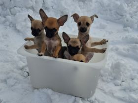 Reinrassige Chihuahua welpen suchen ein Zuhause.