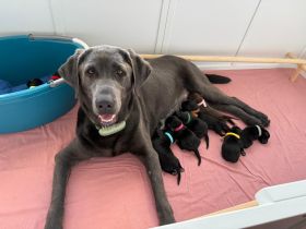 Reinrassige Labrador-Welpen suchen liebevolles Zuhause