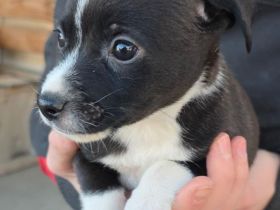 Spitz x Border Collie Hybrid Welpen suchen Betätigungsfeld