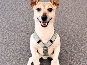 Kiko in 70190 Stuttgart sucht sein Für-immer-Zuhause