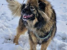 Bucky auf Pflegestelle in 99441 Magdala sucht sein Für-immer-Zuhause