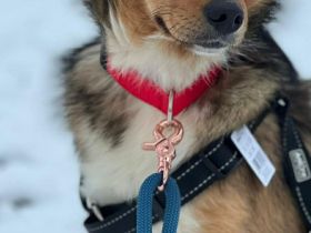 Haily auf Pflegestelle in 33415 Verl sucht ihr Für-immer-Zuhause