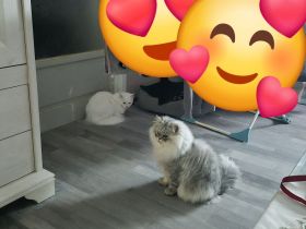 Perserkitten zuverkaufen