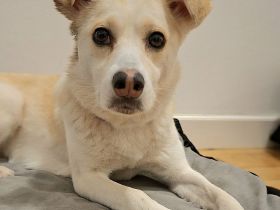 Snowy auf Pflegestelle in 55411 Bingen sucht ihr Für-immer-Zuhause