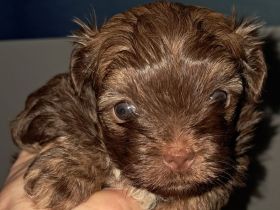 Bolonka von Zeppelin