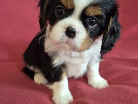 Cavalier King Charles Spaniel Welpen aus seriöser Zucht mit Ahnentafel