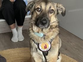 Schenkst du Finn ein Für-Immer-Zuhause?