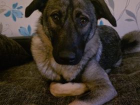 Zuhause gesucht für Kayla