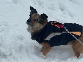 Hast du ein Körbchen frei für Pinky?