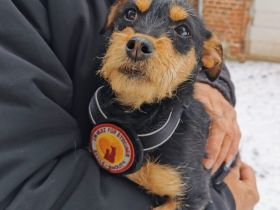 Chip wartet schon auf dich