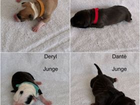 American Bulldog Welpe