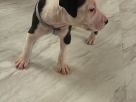 Amerikanische Bulldogge Welpen