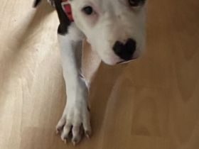 Amerikanische Bulldogge Welpen