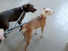 Wurf Ankündigung American Bulldog