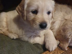 Süße Goldis suchen ihr Zuhause