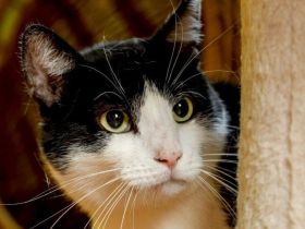 Sanfter Sherlock: Endlich ankommen und geliebt werden.