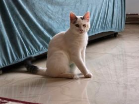 Morticia: Zartes Wesen, großes Herz