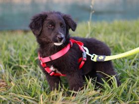 Ankommen, Vertrauen, Bleiben - Layla sucht ihre Menschen