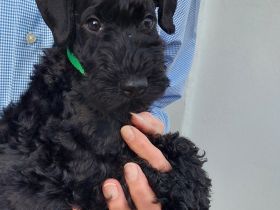 Kerry Blue Terrier Welpe -