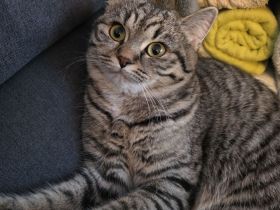 Liebevolle Schmusekatze BKH Mix Lina (8 Monate, kastriert, entwurmt) sucht neues Zuhause
