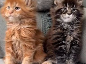 Wunderschönes Maine-Coon-Kätzchen mit PP