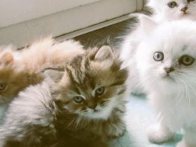 Knuddeliges Kätzchen British Langhaar abzugeben, rotes Baby verkauft