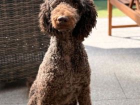 Reinrassige Königspudel Großpudel Welpen Königspudelwelpen aus Familienaufzucht Großpudelwelpen