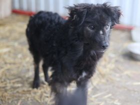 Neustart für den wuscheligen Hidalgo gesucht