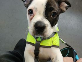 Französischen Bulldoggen Mix