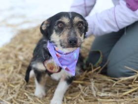 Zauberhafte kleine Emmylou sucht Familienanschluss