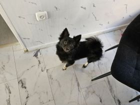 Bezaubernder Zwergspitz (Pomeranian) in liebevolle Hände abzugeben