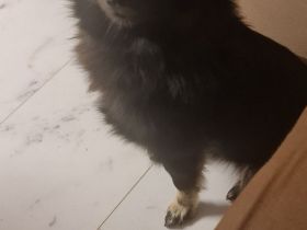 Bezaubernder Zwergspitz (Pomeranian) in liebevolle Hände abzugeben