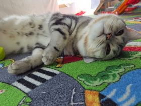 Deckkater Black Silver Tabby Classic