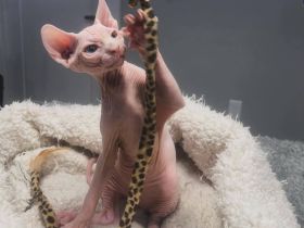 Bezauberndes weibliches Sphynx-Kätzchen sucht ein liebevolles Zuhause